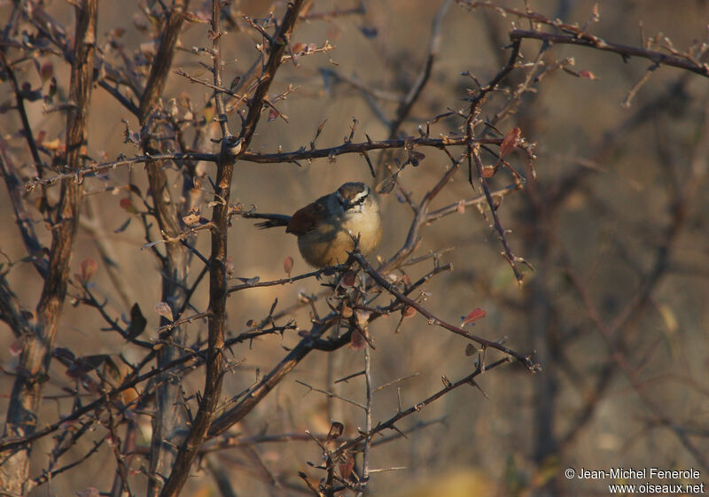 Brown-crowned Tchagra, identification