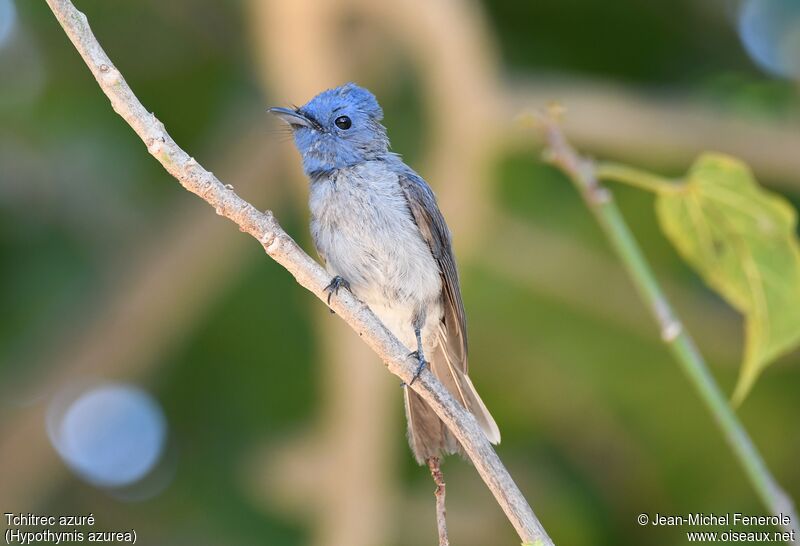 Black-naped Monarch