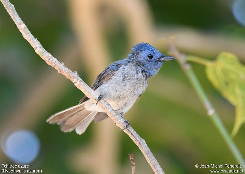 Black-naped Monarch