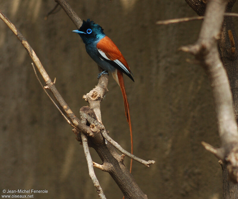 African Paradise Flycatcher