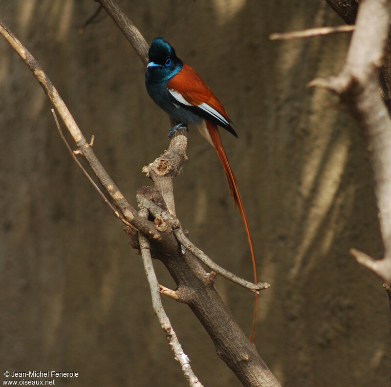 African Paradise Flycatcher