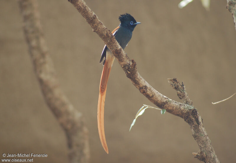 African Paradise Flycatcher