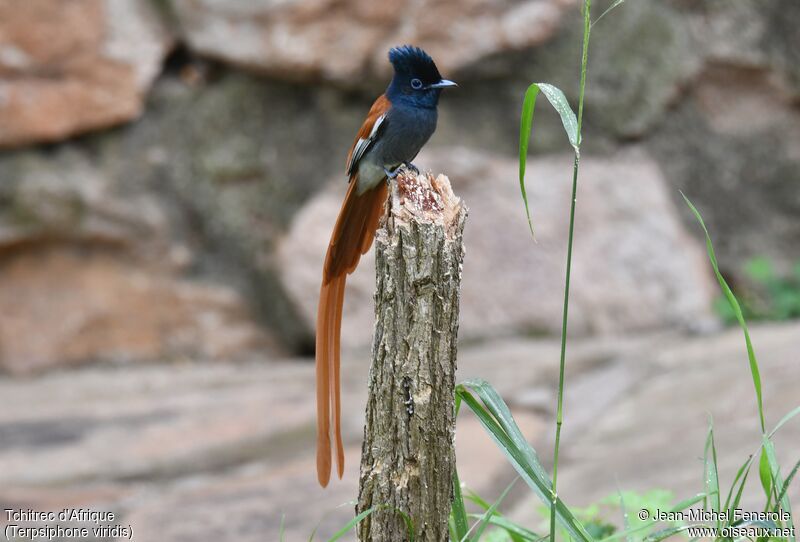 African Paradise Flycatcher