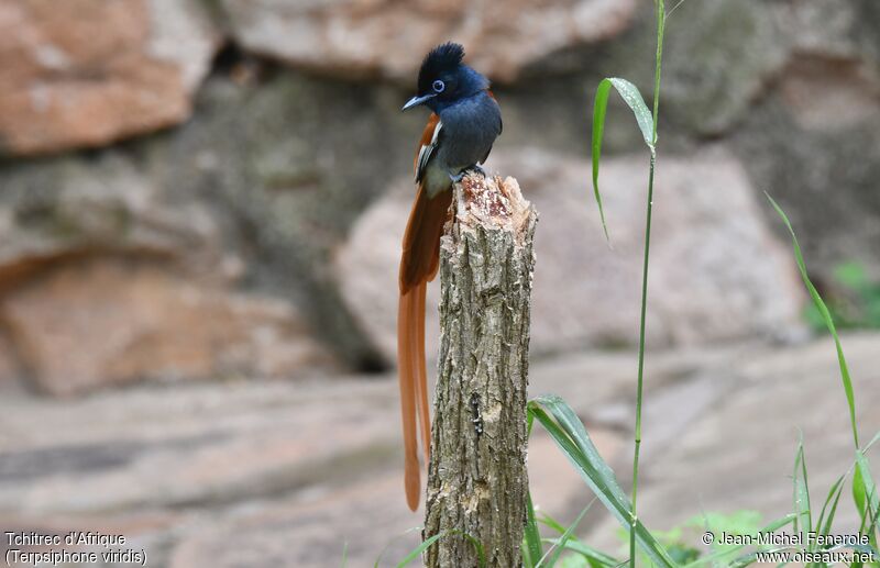 African Paradise Flycatcher