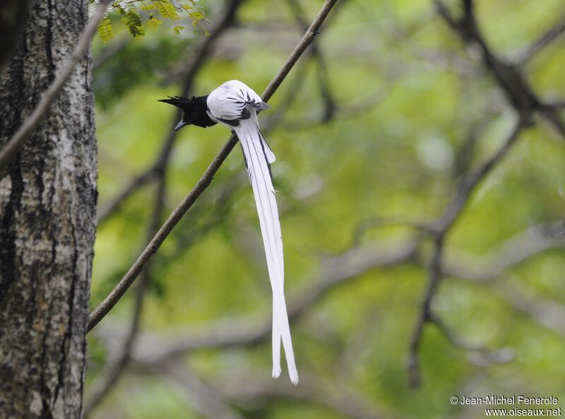 Indian Paradise Flycatcher male adult