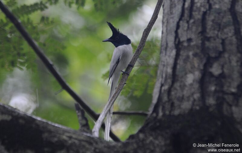 Indian Paradise Flycatcher male adult