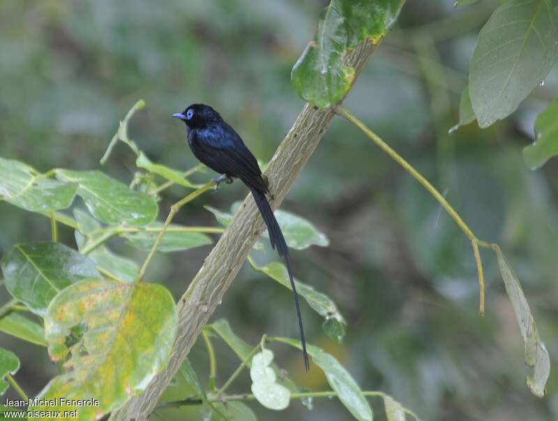 Tchitrec de Sao Tomé mâle adulte, identification