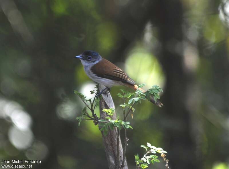 Sao Tome Paradise Flycatcher female