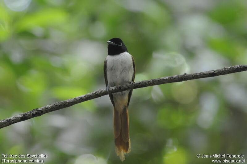 Seychelles Paradise Flycatcher