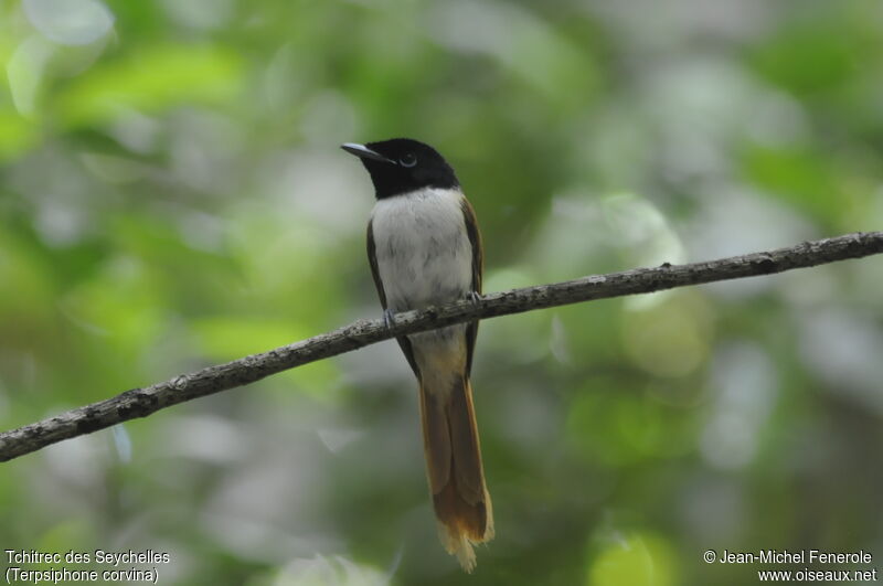 Seychelles Paradise Flycatcher