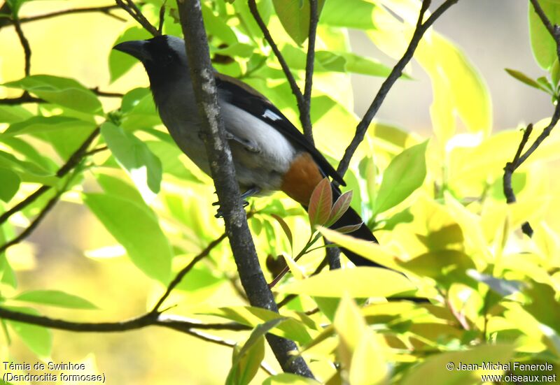 Grey Treepie