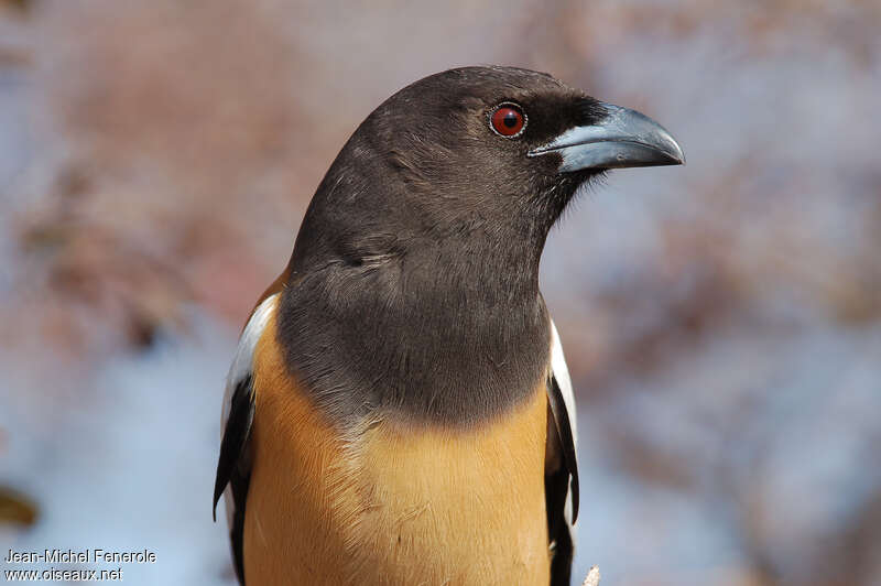 Rufous Treepieadult, close-up portrait, aspect