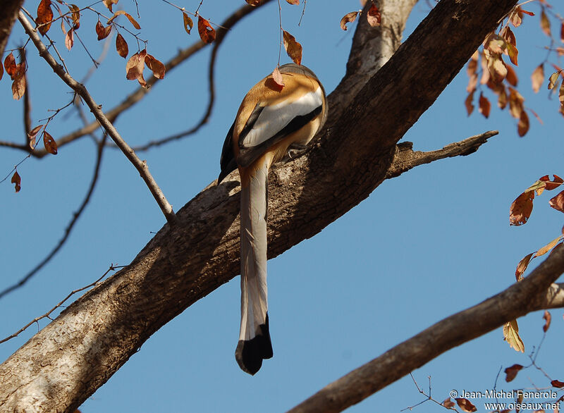 Rufous Treepie