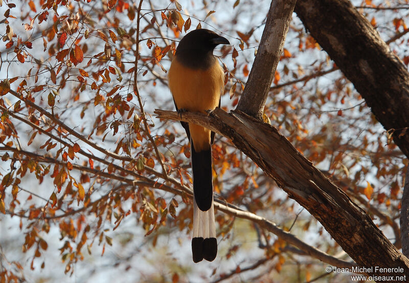 Rufous Treepie