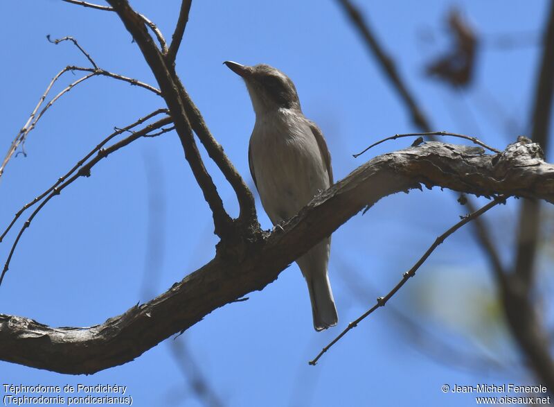 Common Woodshrike