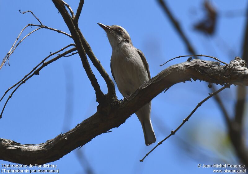 Common Woodshrike