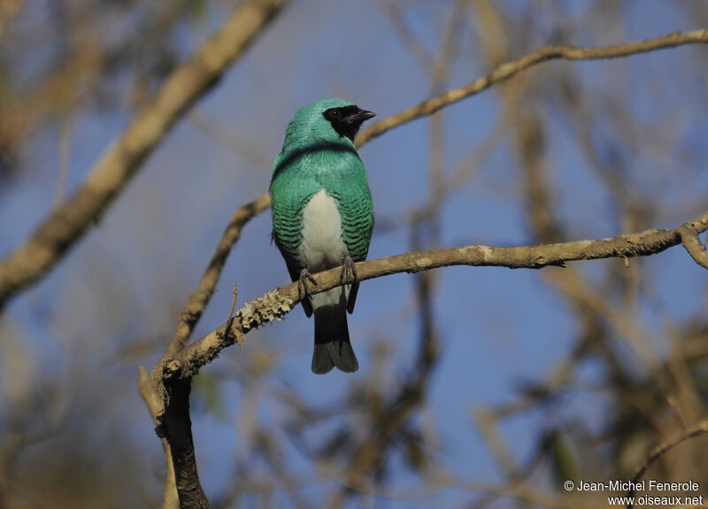 Swallow Tanager male adult