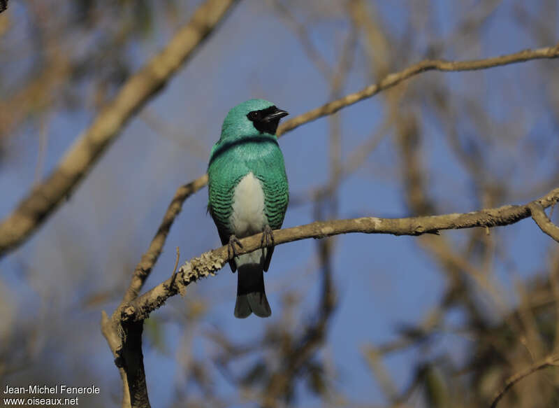 Tersine hirondelle mâle adulte, portrait