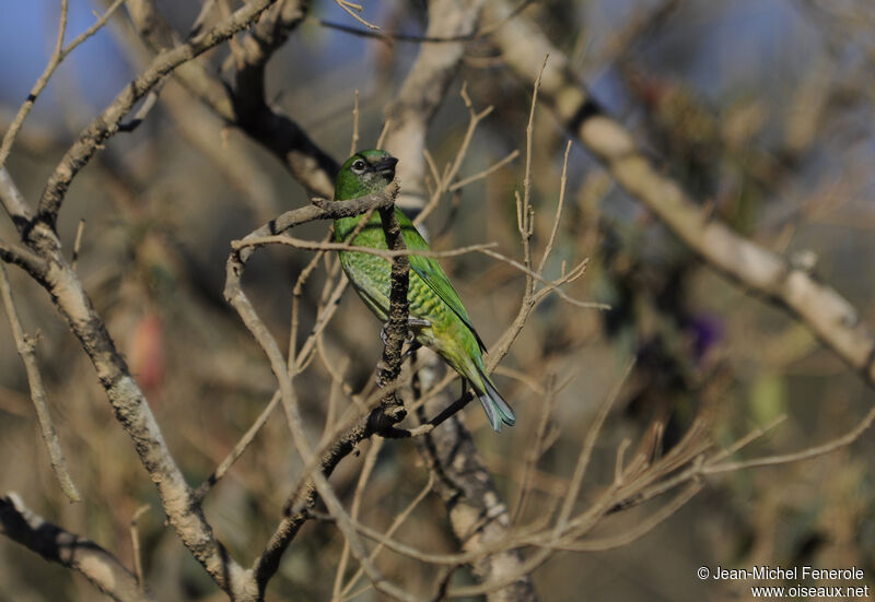 Tersine hirondelle femelle adulte