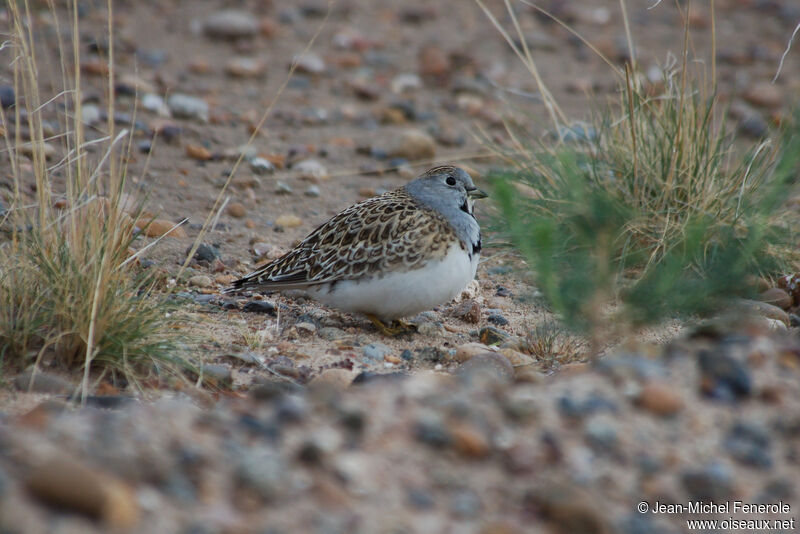 Least Seedsnipe