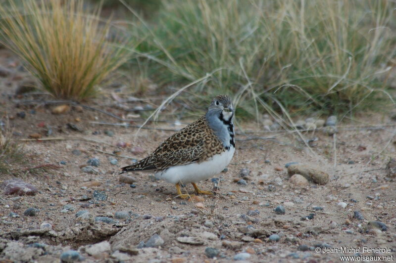 Least Seedsnipe male adult breeding