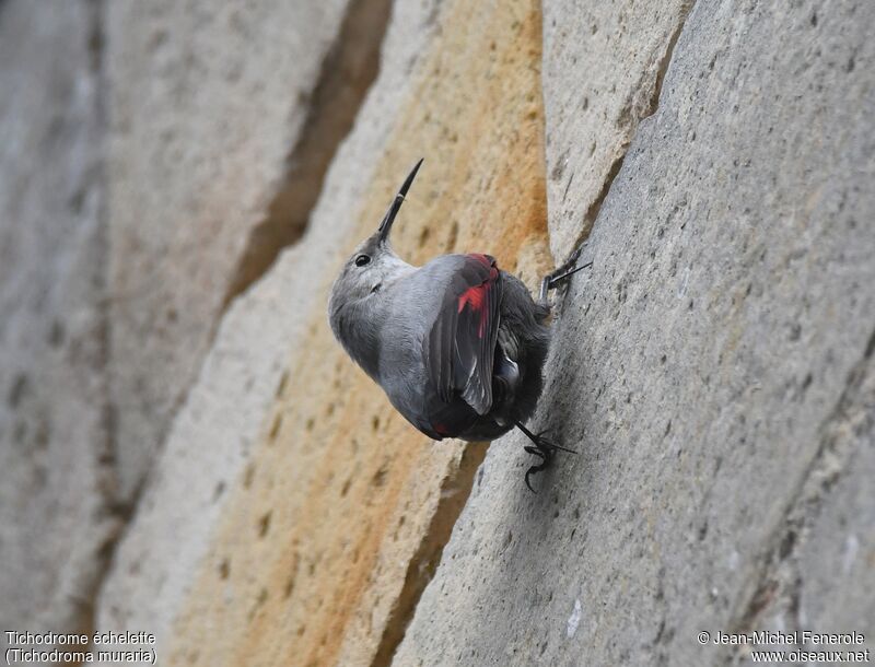 Wallcreeper