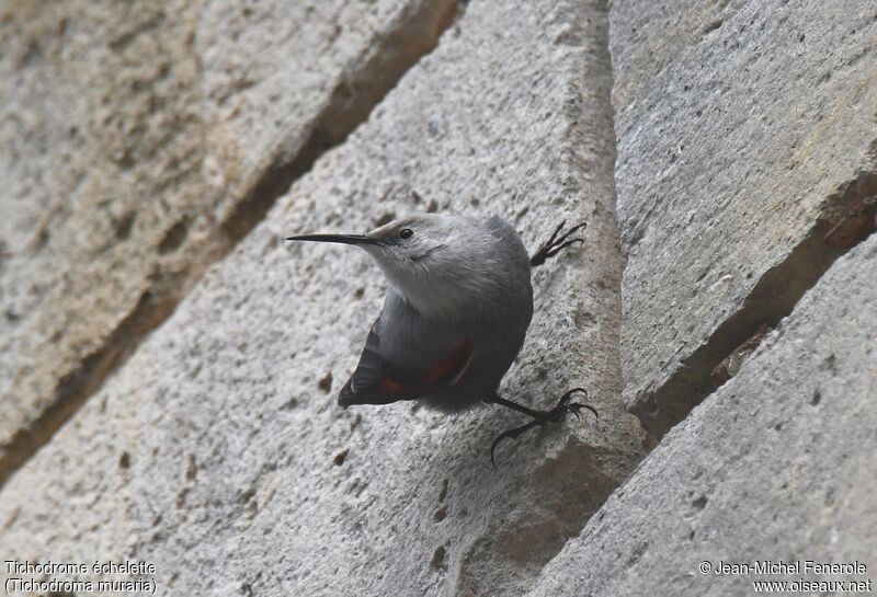 Wallcreeper