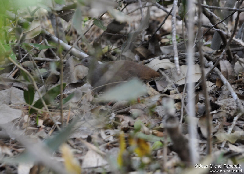 Small-billed Tinamou