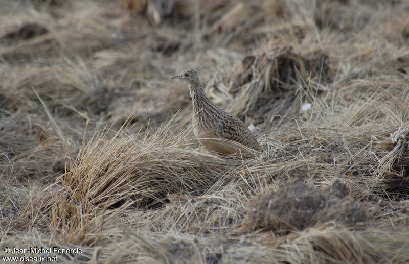 Tinamou de Darwin