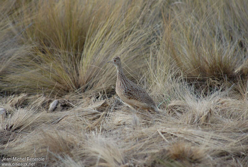 Darwin's Nothuraadult, identification