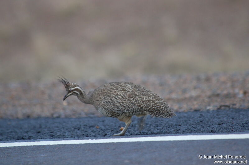 Elegant Crested Tinamou