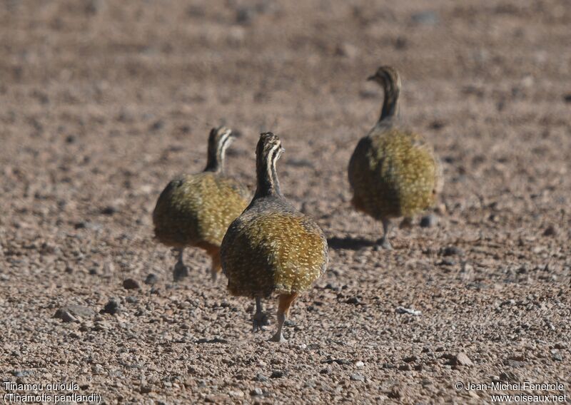 Tinamou quioula