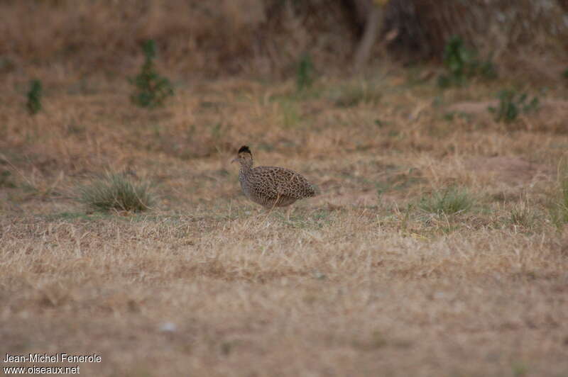 Brushland Tinamou, identification