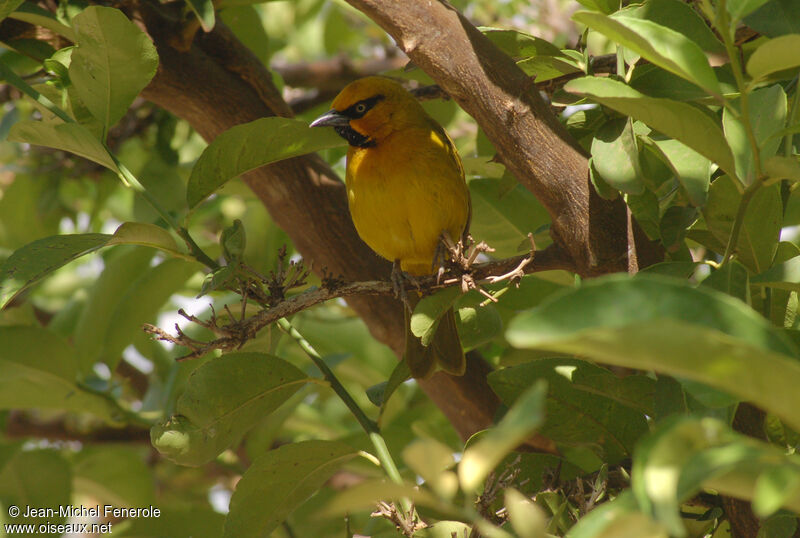 Spectacled Weaver