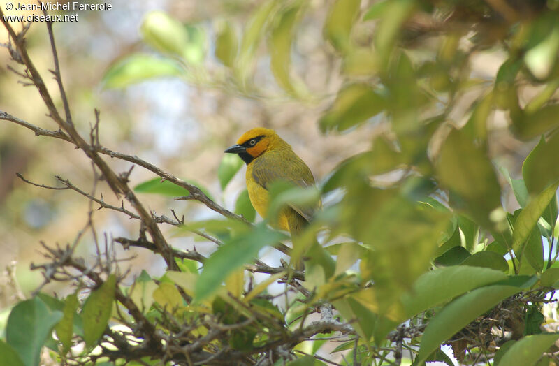 Spectacled Weaver