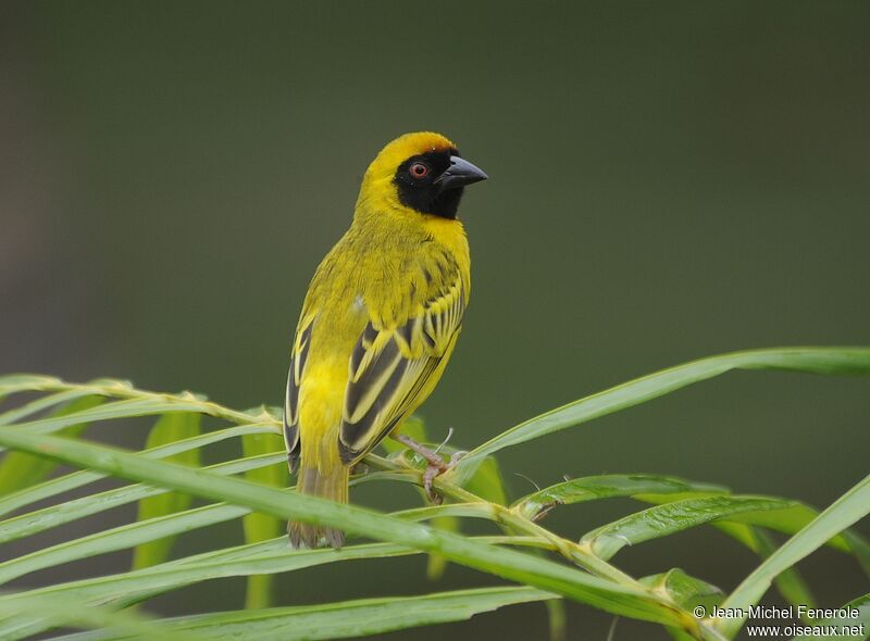 Southern Masked Weaver