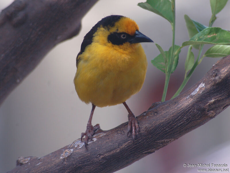 Baglafecht Weaver