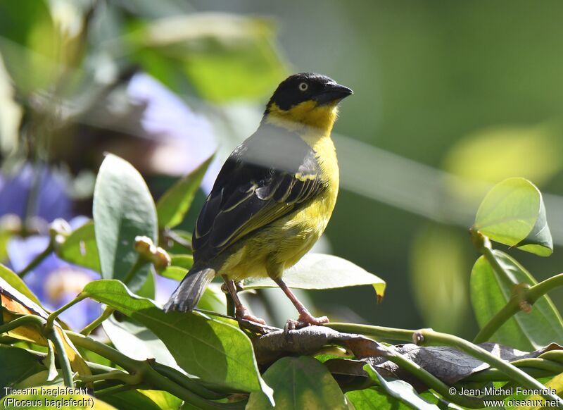 Baglafecht Weaver