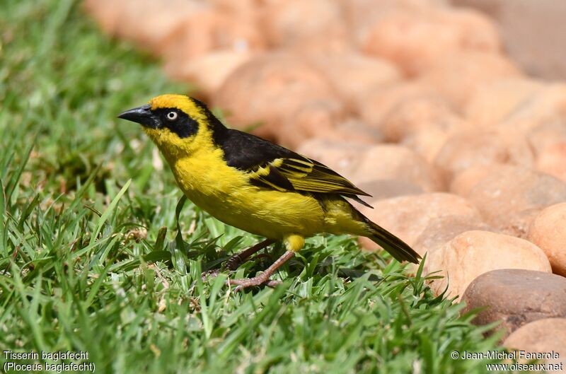 Baglafecht Weaver