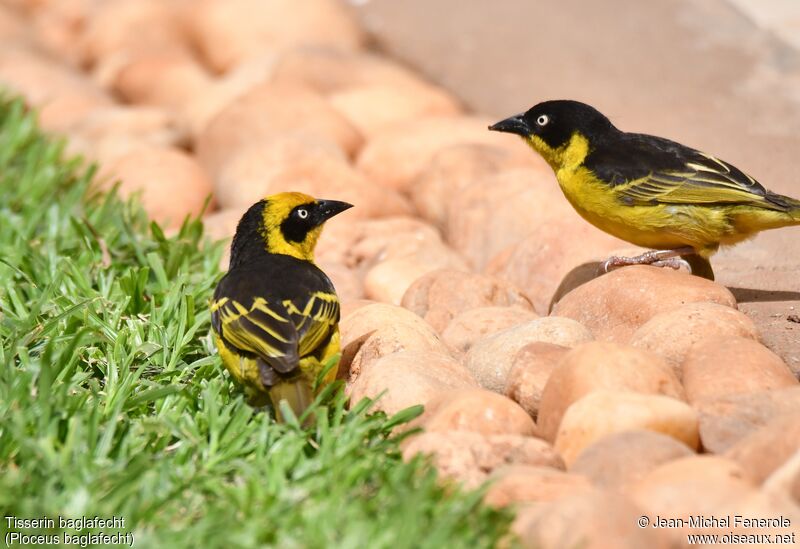 Baglafecht Weaver