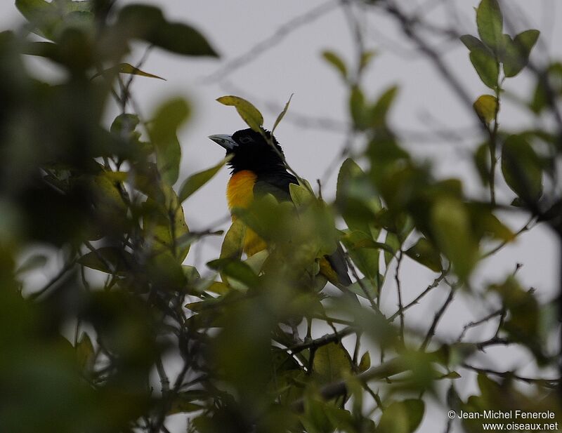 Dark-backed Weaver