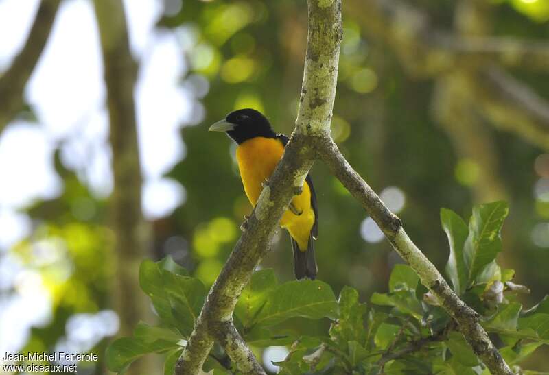 Dark-backed Weaveradult, habitat, pigmentation