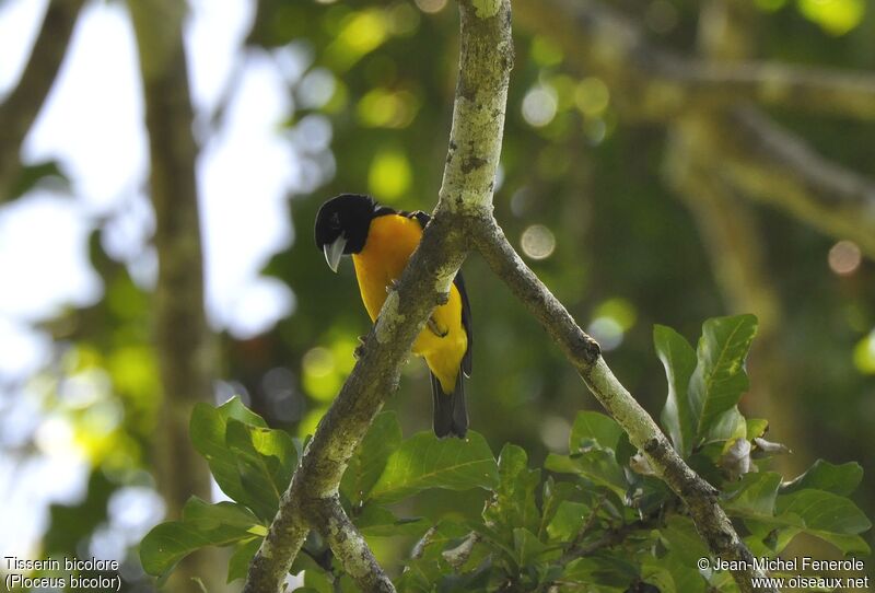 Dark-backed Weaver