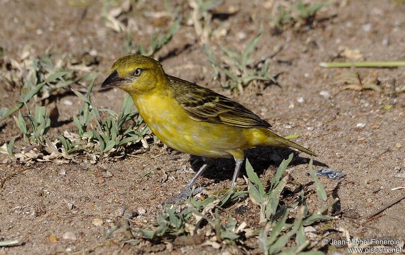 Speke's Weaver female adult, identification