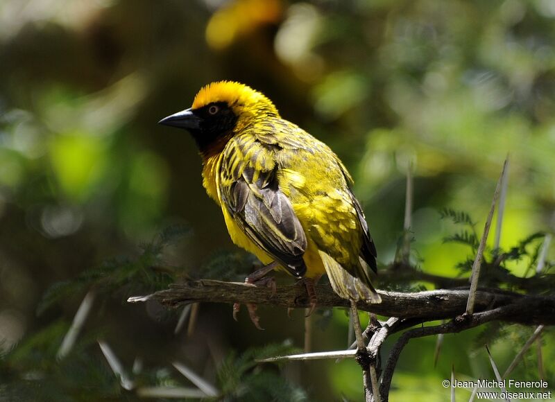 Speke's Weaver