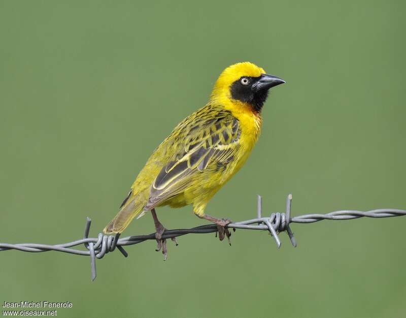 Speke's Weaver male adult breeding, identification