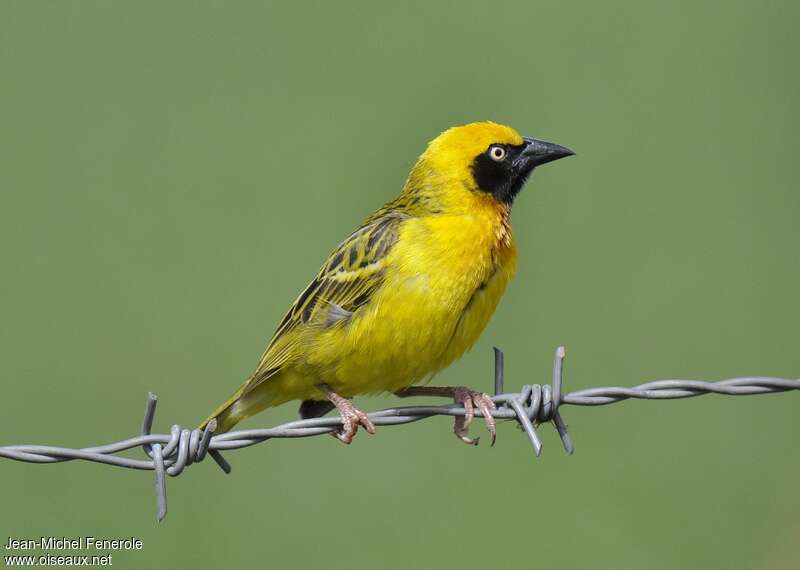 Speke's Weaver, identification