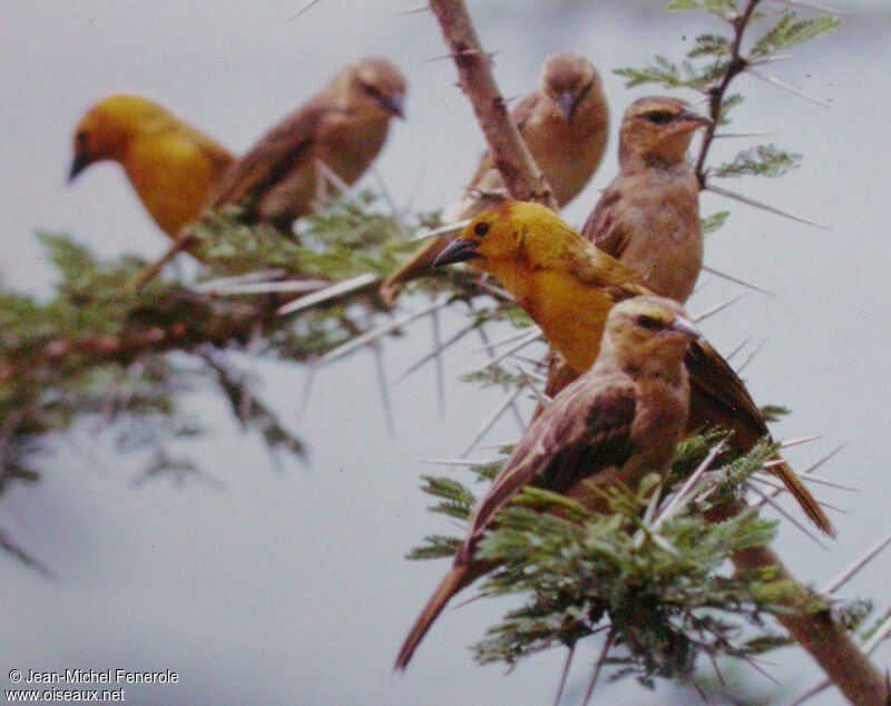 Taveta Weaver