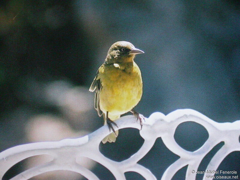 Cape Weaver