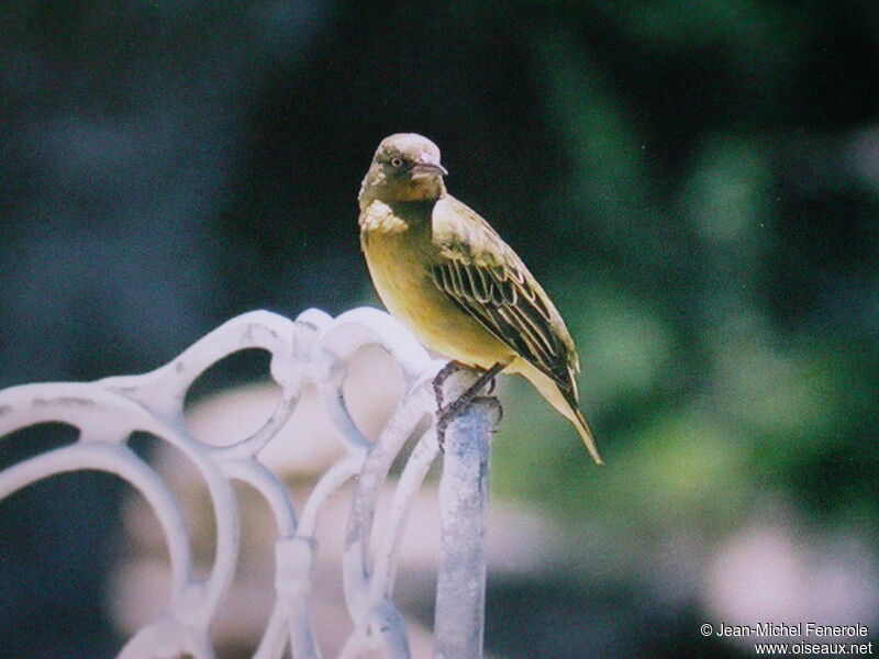 Cape Weaver